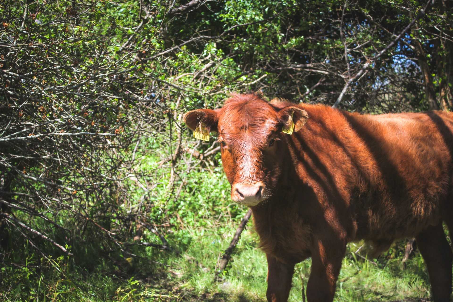 Young red cow