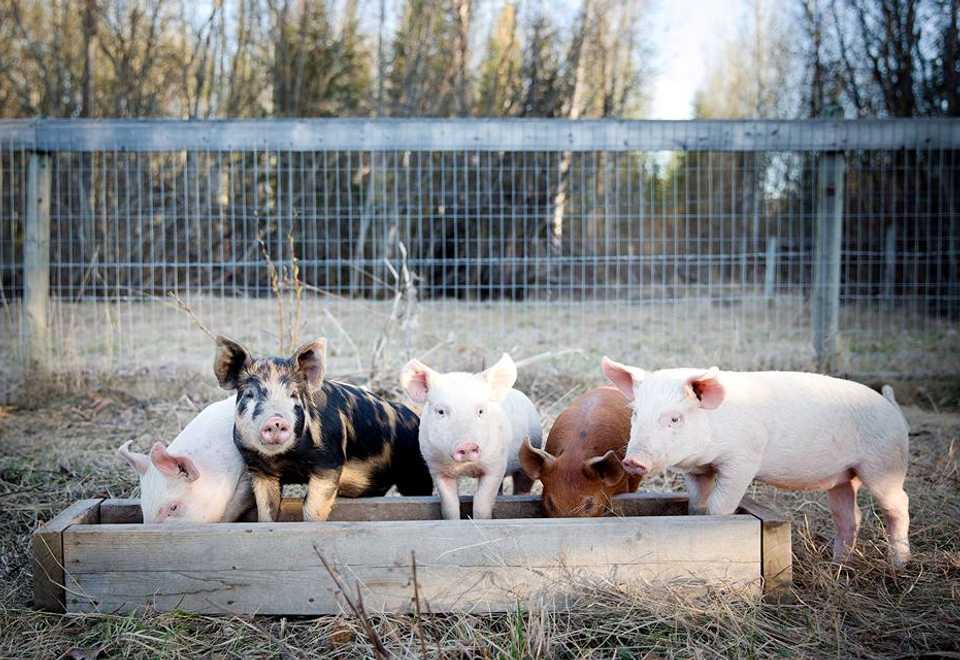 Piglets feeding from trough