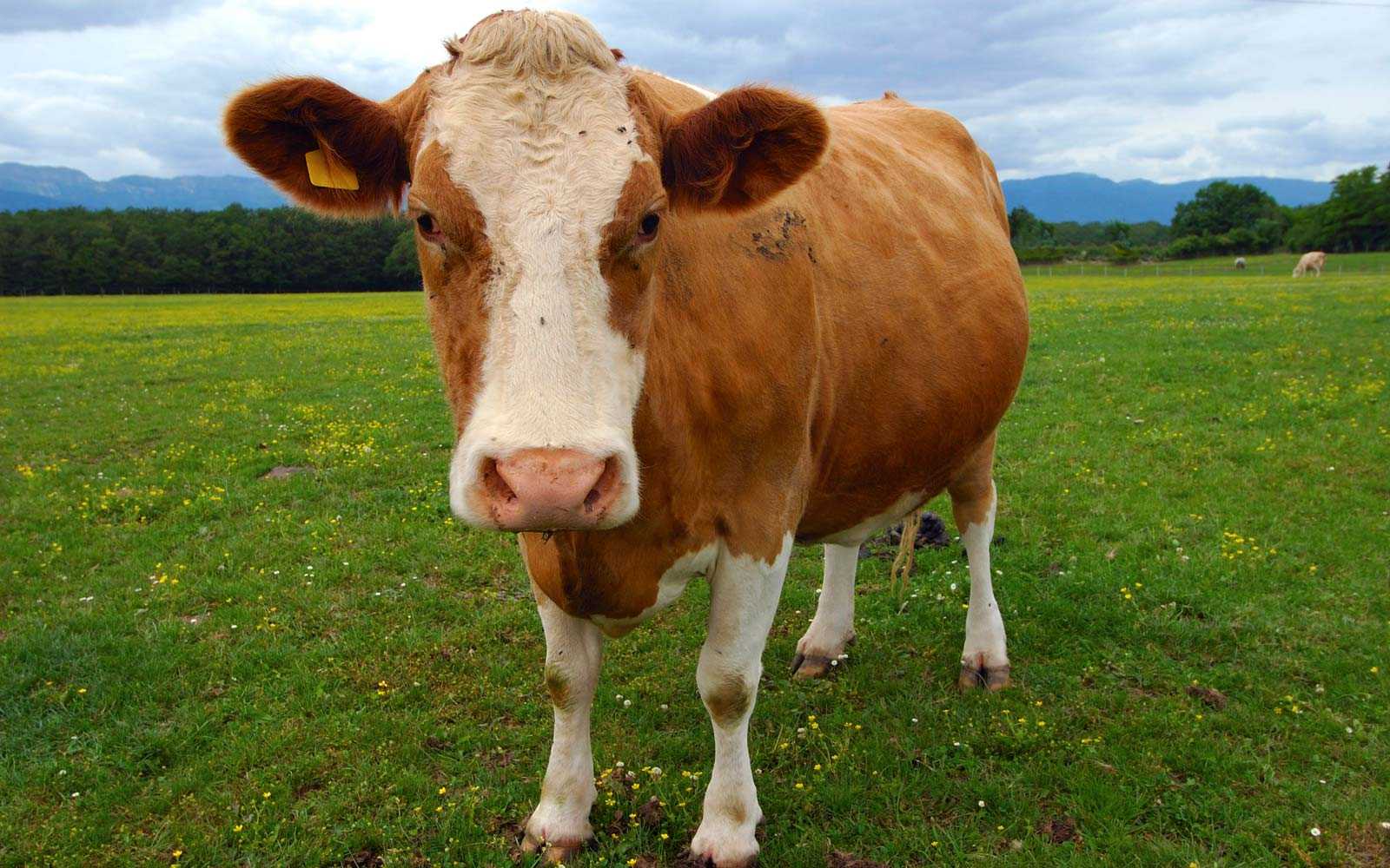 cow