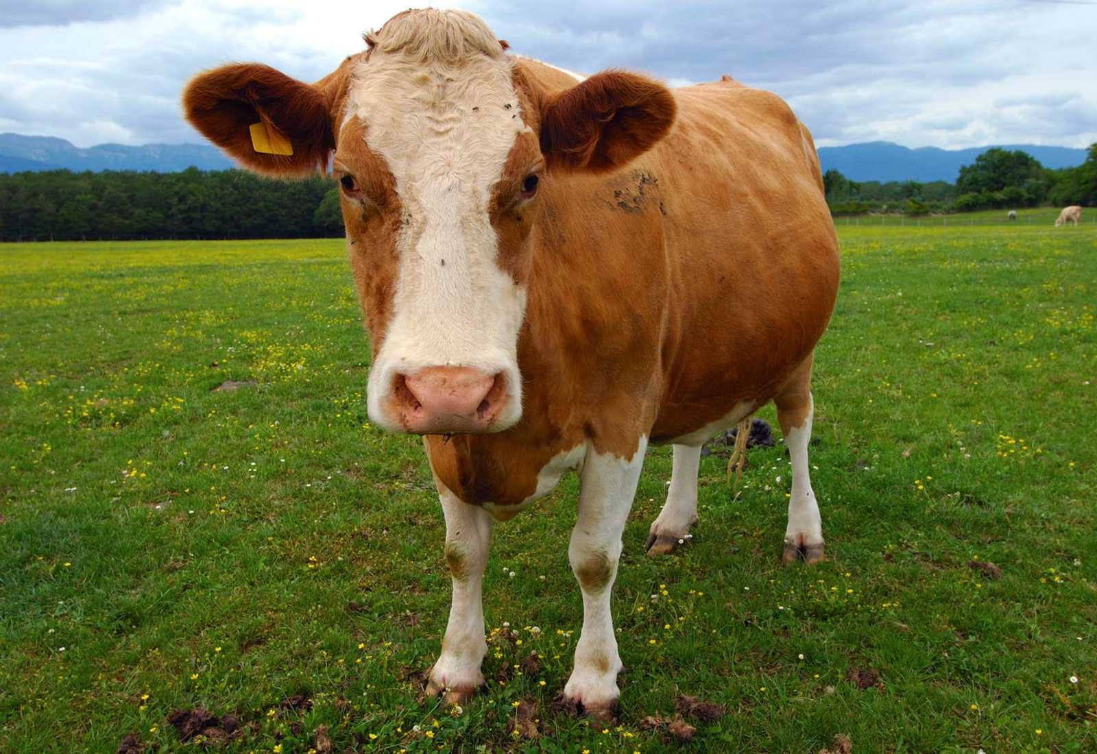 Brown cow