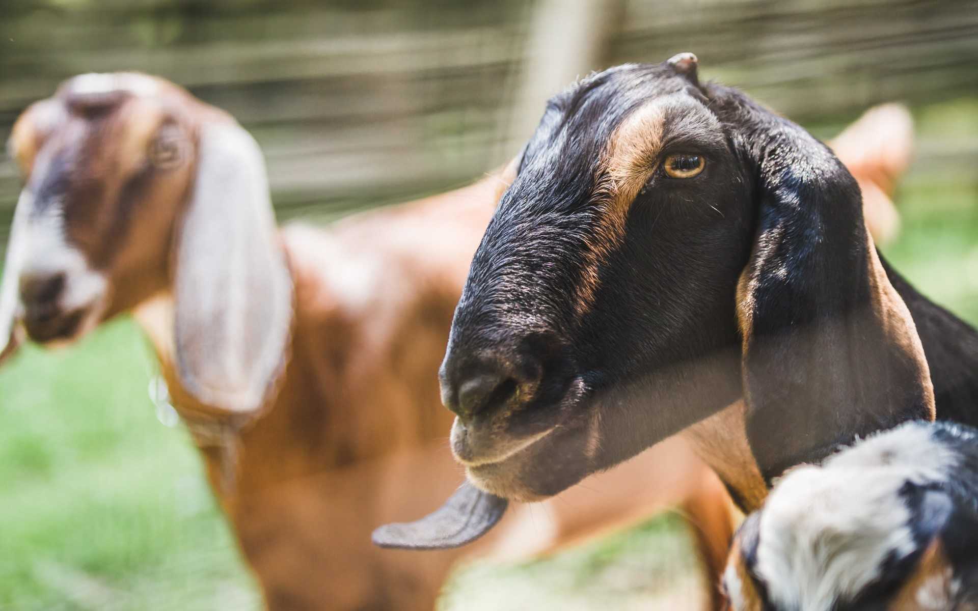 farm goats