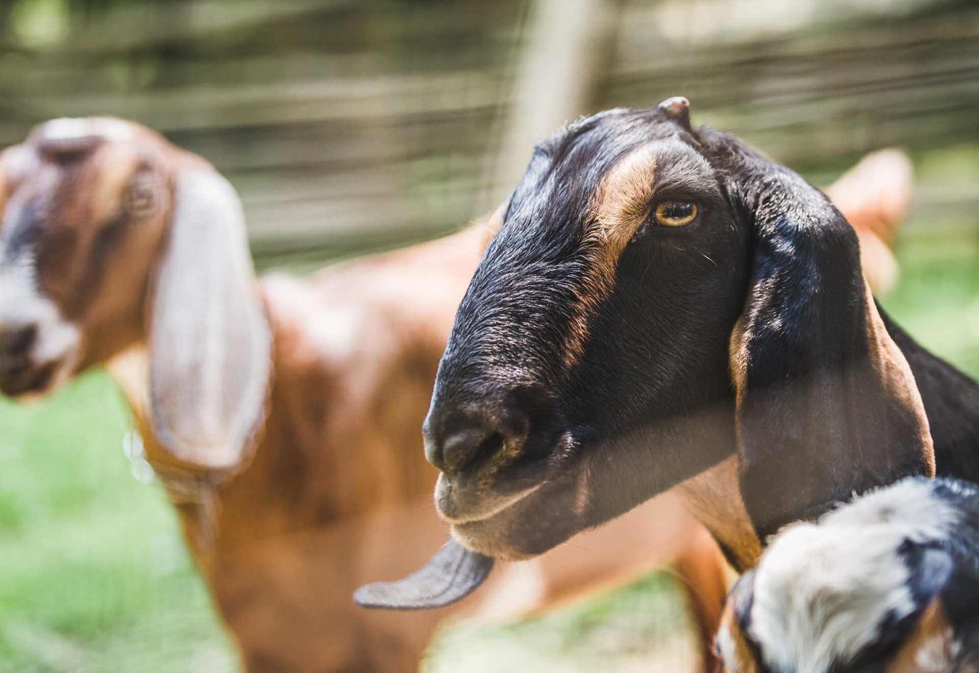 Farm goats